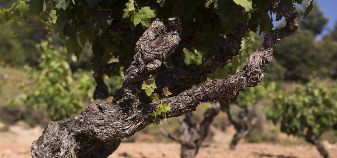 vine dominio de cair